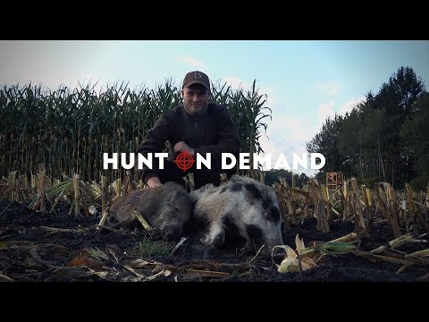 🐗Maishäcksel - Erntejagd auf Sauen – Jagdkrone Hunt on Demand Trailer