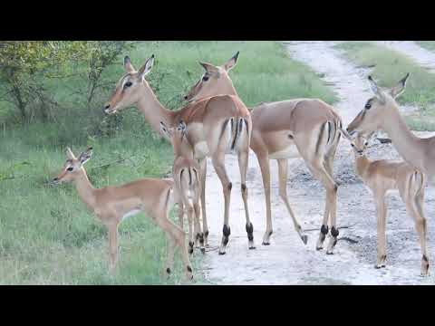 Spring Lambs are a Leaping at Tembe 18 (slo-mo)
