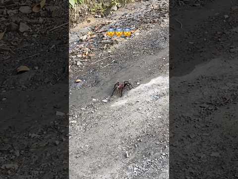 Colombian Lesserblack🇨🇴🕷️#tarantula #colombia #boyaca #muzo