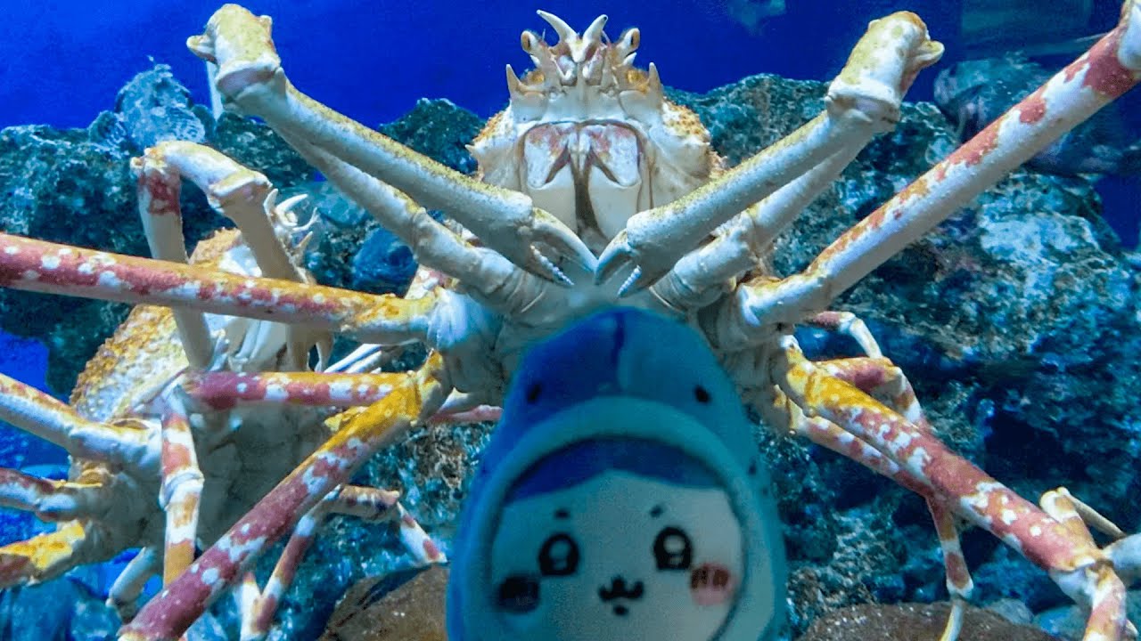 vlog🐬ハチワレに魚を見せつける┊鴨川シーワールド☁️ちいかわ,ちい活,ハチワレ,ちいかわオタク