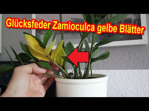 Glücksfeder Zamioculca gelbe Blätter URSACHE & LÖSUNG - Blücksfeder Blätter gelb - Was tun?