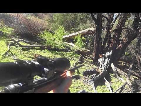 Hunting feral pigs in the Aussie bush.