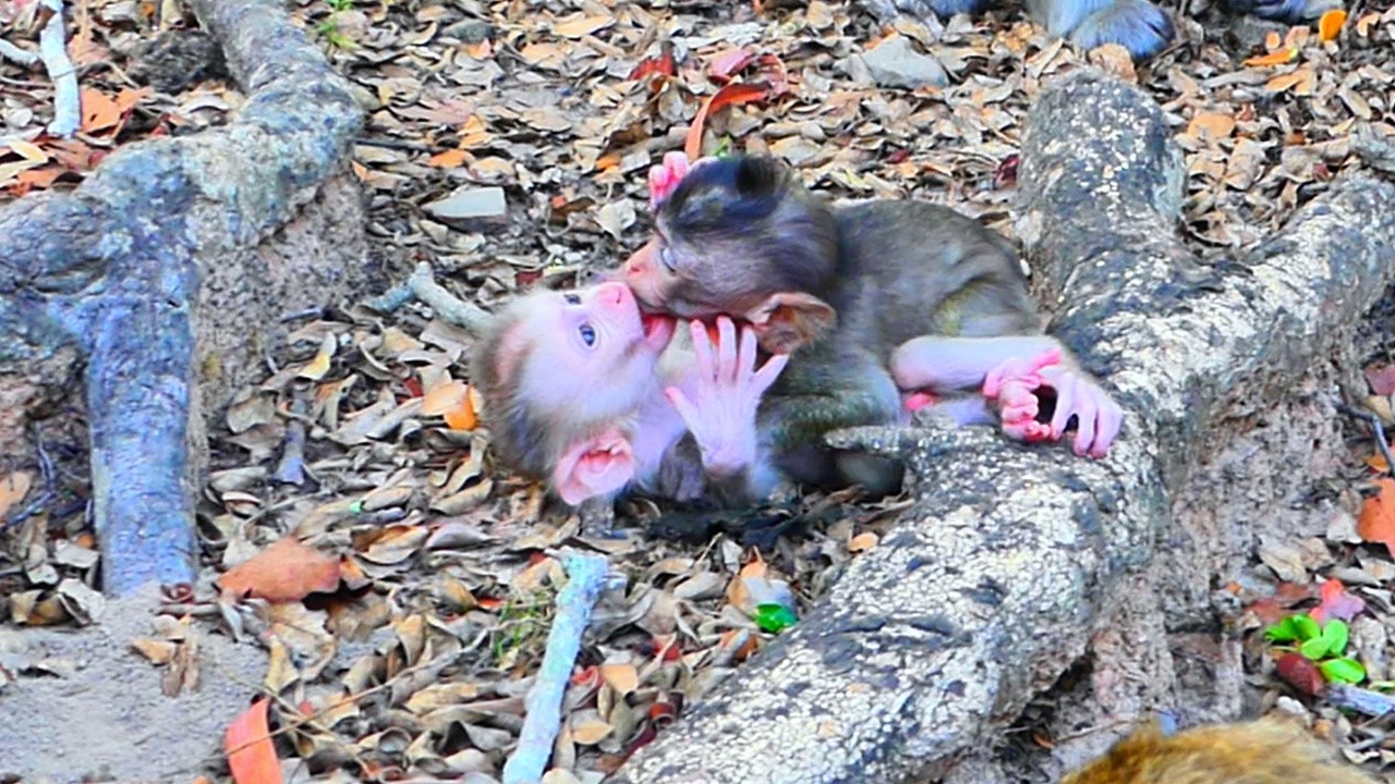 Whose baby monkey long tail came to kiss baby Levy because he fell in love with baby Levy?