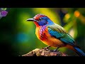Top 20 Most Beautiful Birds In The World Nature S Flying Jewels
