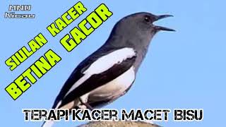 Download lagu Terapi Kacer Macet Bisu Stres pagi siang sore malam, Siulan kacer Betina Gacor mp3 Download lagu Terapi Kacer Macet Bisu Stres pagi siang sore malam, Siulan kacer Betina Gacor mp3