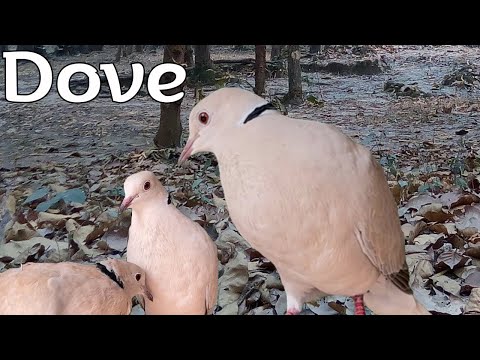 Mourning Dove Mating Song Coo Call Sounds - AmazingClose-Up