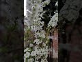 White spring flowers like snowflakes!