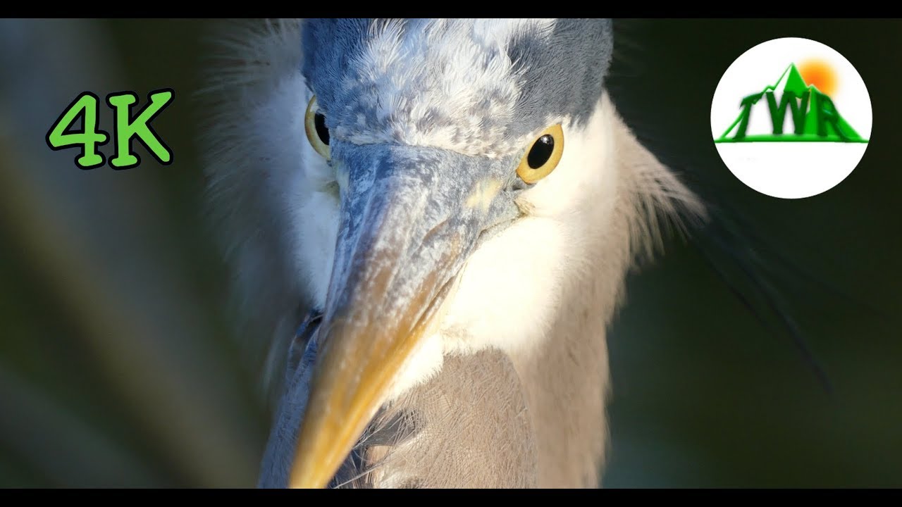 What role does the great blue heron play in the ecosystem?