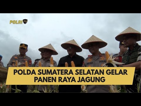 POLDA SUMATERA SELATAN GELAR PANEN RAYA JAGUNG