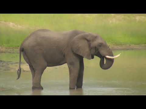 Djuma: Elephant bull has a drink from the dam - 15:38 - 01/26/19