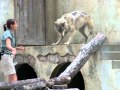 Grey Wolf at Busch Gardens Williamsburg, Virginia ...