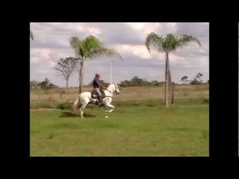 FARAOESTE DO LUMIAR - MANGALARGA MARCHADOR - HARAS RANCHO BRASIL