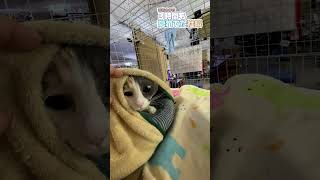 毛布の中に3時間も隠れていた社長　#Shorts #猫 #ねこ #ゲーセン #ジスタ