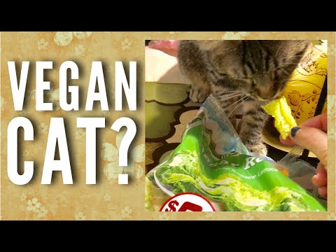 Can A Cat Be Vegetarian Or Vegan?
