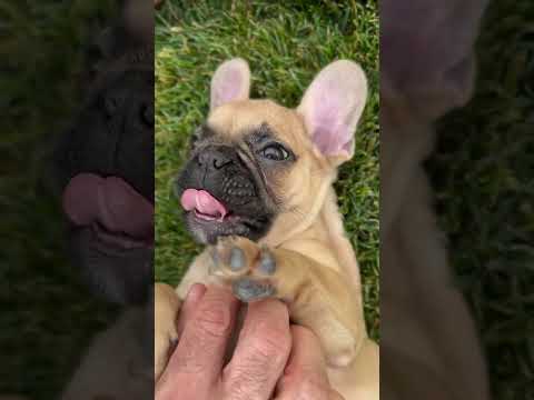 Video 1