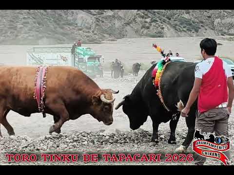 TORO TINKU DE TAPACARI 2026   TORO LOCO   vs   GATO