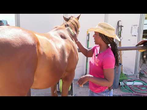 Thoroughbred Race Horses and Fire & Ice Horse Rescue