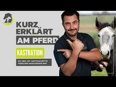 Castration - Stallion or Gelding? Method, Complications & Risks. Briefly explained using a horse ...