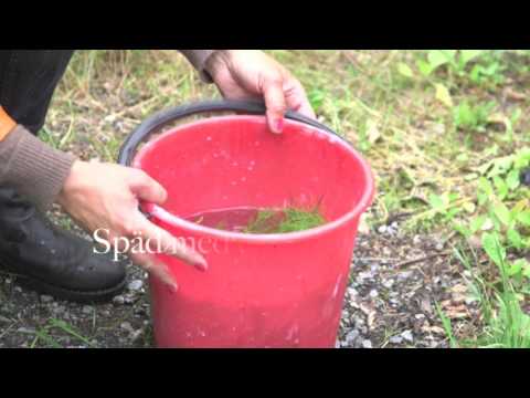 Åkerfräken - ogräs med bra användningsområden för dina växter !