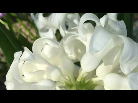 2017 Frühling in Berlin