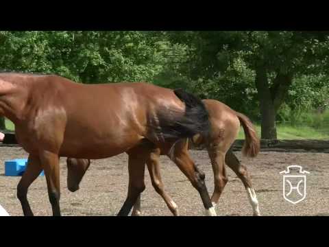 Holsteiner Fohlenchampionat 2017 - Plön - Siegerstutenring