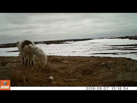 Arctic fox breeding pair greeting each other