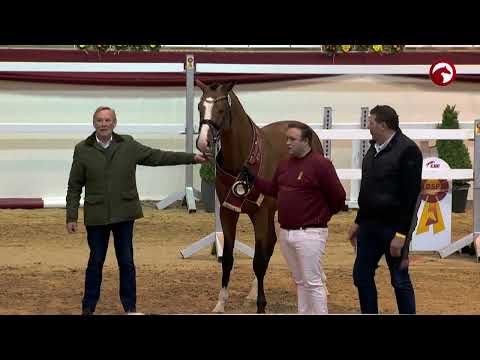 KN 23 von Herakles / Zirocco Blue