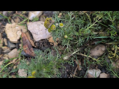 Pflanzenportrait // Ananas - Kamille 🍍🤤