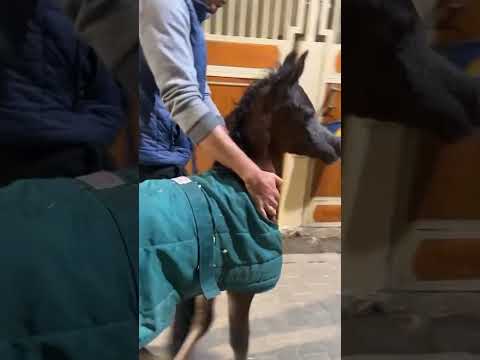 انتاج الفحل البطل  عز الخشاب ملك وانتاج مربط الخشاب