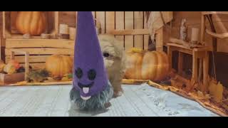 ハーフ犬の動画01