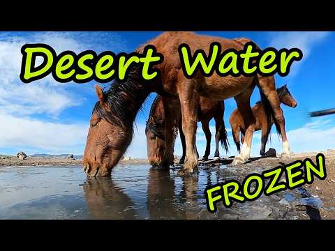 Unplugged Mustang Spring Continues to Water Horses Burros Wildlife Birds Badger Do Good Feel Good