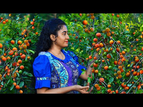 Tons of Himbutu fruits! 🍒 I made a summer drink, syrup & dessert from it's juicey flesh!