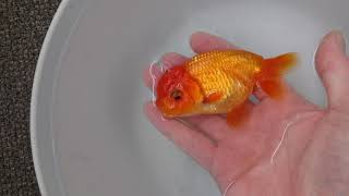 【金魚】素赤らんちゅう【洗面器】