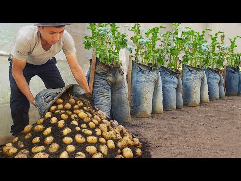 Wish I knew about these high yield potato growing methods at home sooner Let s explore