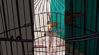 Download lagu 15 rehong'harga cikrak bambu 2025 mp3