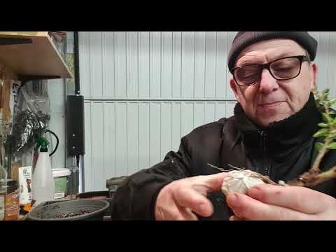 Lonicera Bäumchen auf Stein binden. 4/2022