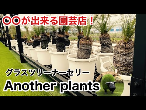 ガンダーマン 植物