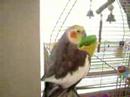 Cockatiel