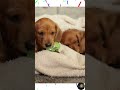 Vadivelu Comedy Dialogue Telling Dog Dog Mind Voice Hospital Rooti Vadivelu Shorts