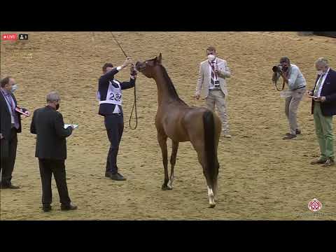 N 232 MI MATILDA   23rd Qatar National Arabian Horse Show   Fillies 2 Years Old Class 4B