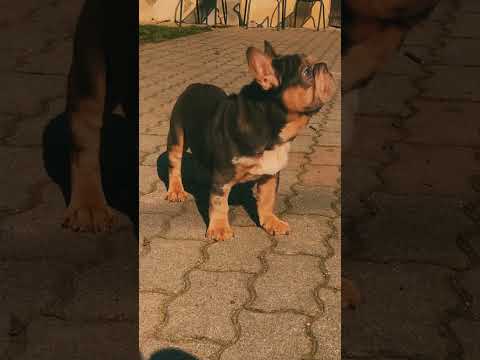 Perros Bulldog Francés en venta