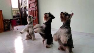 SYNCHRONIZED TRIPLE Dog Tricks