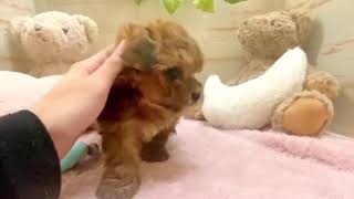 ハーフ犬の動画01