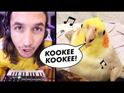 The Kiffness x Ginger the Cockatiel - Kookee Kookee (Jos!fer Bootleg)