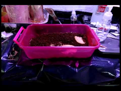 Culturing Foods.avi
