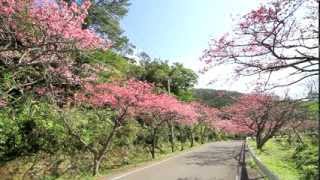 preview picture of video '沖縄県　八重岳の寒緋桜 1/3'