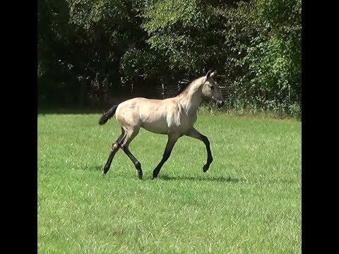 Fortuna EAS - 2017 PRE ANCCE INSCRIBED Andalusian Filly For Sale
