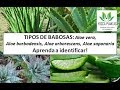 TIPOS DE BABOSAS Aloe Vera Aloe Saponaria Aloe Arborescens