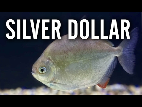 Watch Video on YouTube