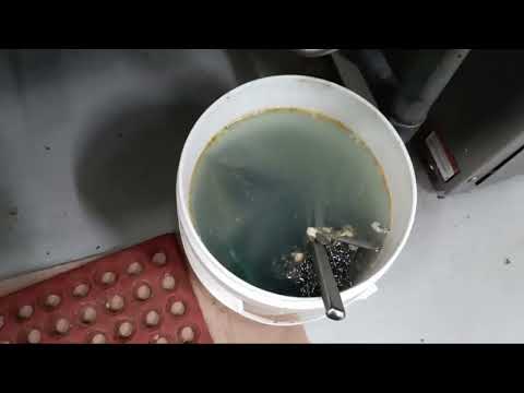 Drain Flies Take Control of Restaurant in South River, NJ